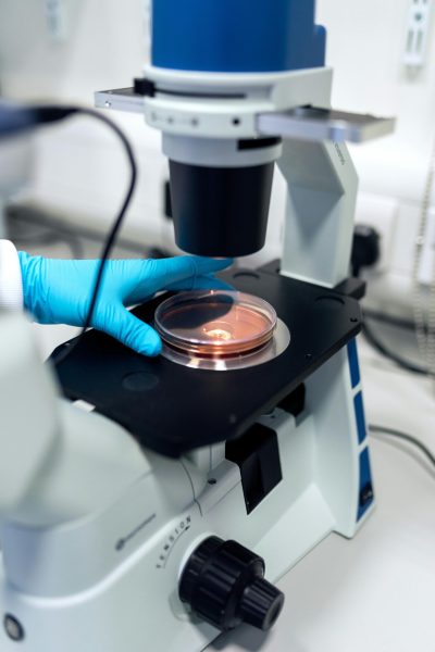 Scientist using a microscope to examine petri dish samples in a laboratory setting.